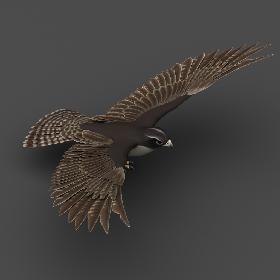 Falcon 3D model